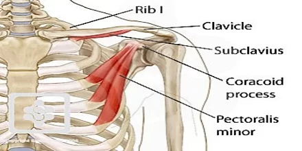 Subclavius muscle