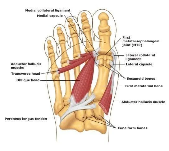 Adductor Hallucis Muscle