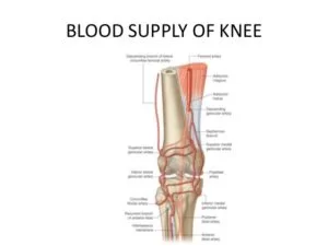 Blood supply of Knee