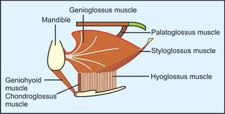 Chondroglossus Muscle