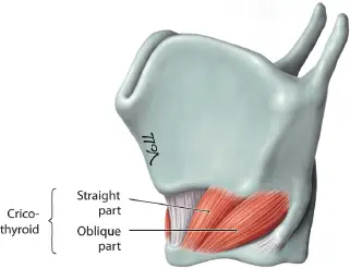 Cricothyroid Muscle