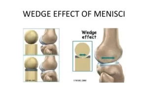 Effect of menisci