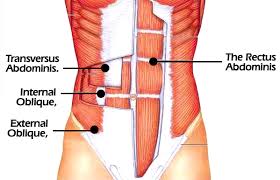 External Abdominal Oblique Muscle