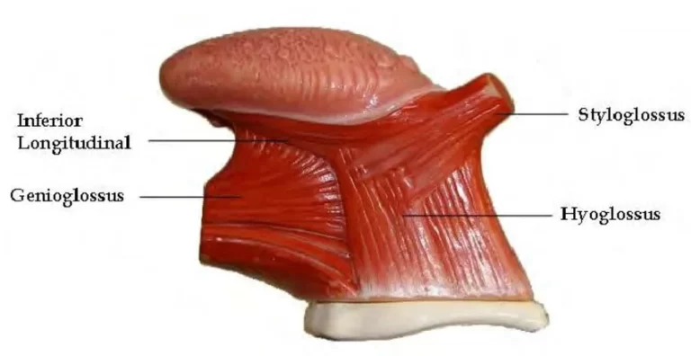 Inferior Longitudinal Muscle of Tongue