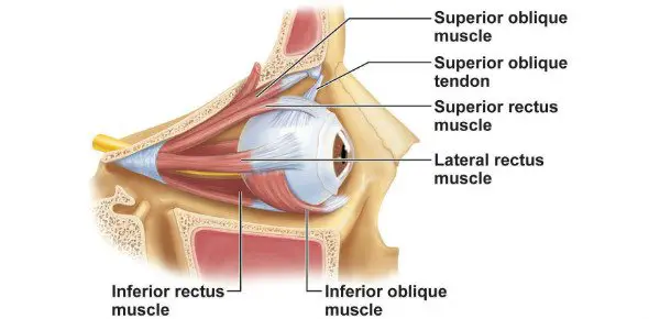 Inferior Oblique Muscle