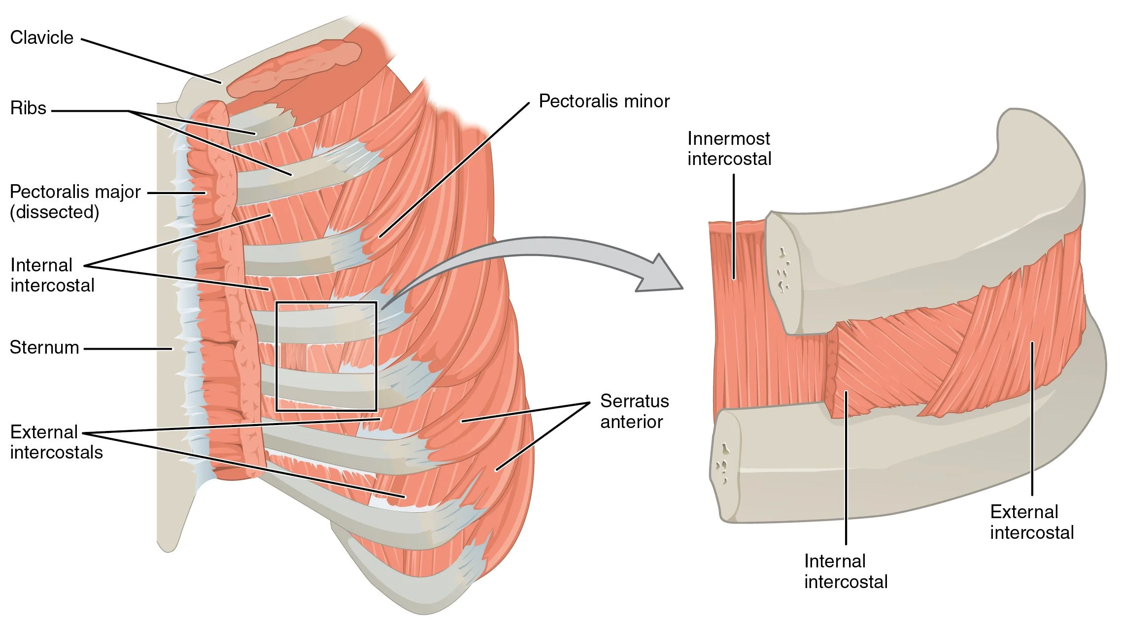 External intercostals - Pocket Anatomy