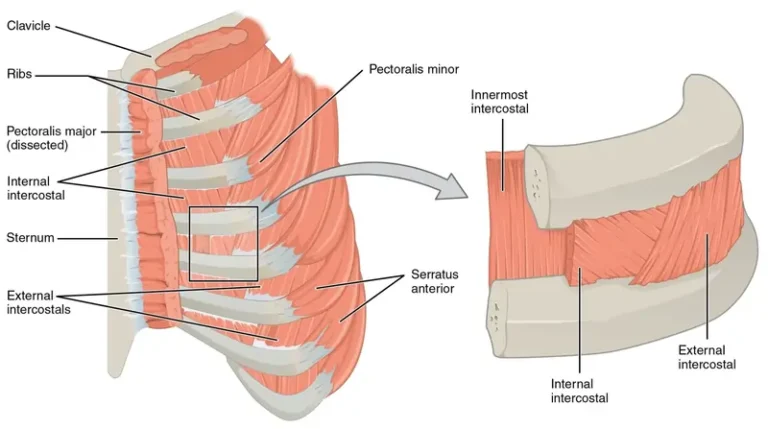 Intercostal muscle