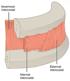 Internal intercostal muscles