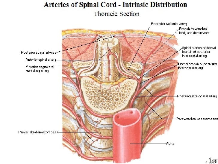 Intrinsic distribution of blood supply(Thoracic section)