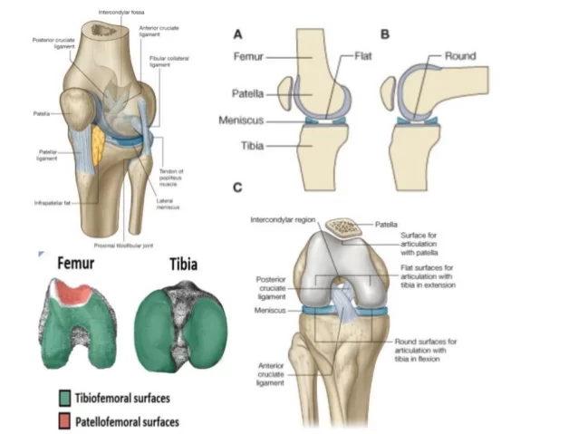 Knee Joint: Anatomy, Function, Importance, Exercise
