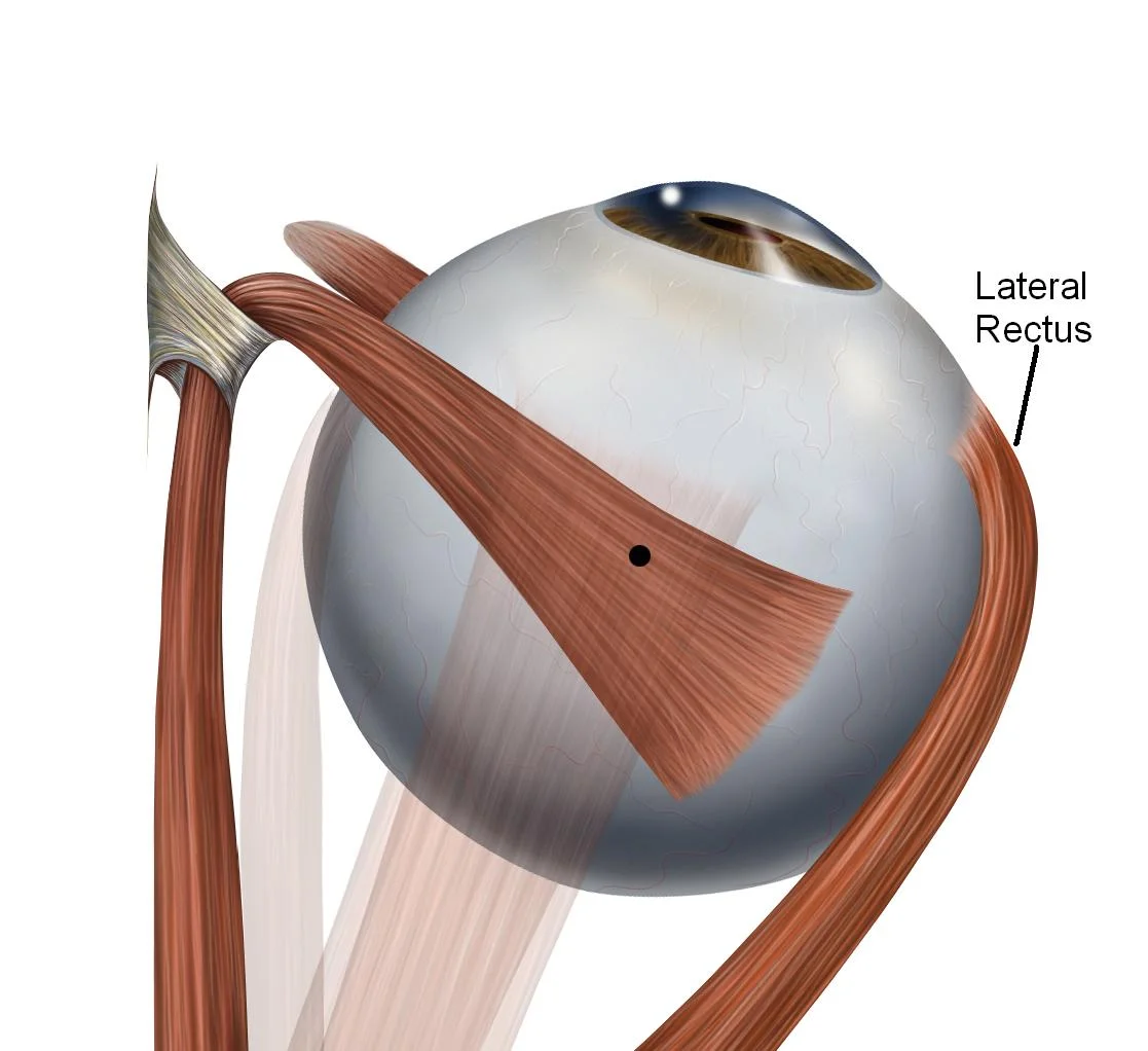 Lateral Rectus muscle
