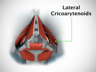 Lateral Cricoarytenoid Muscle
