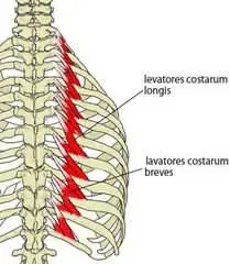 Levatores Costarum Muscles: Anatomy, Origin, Insertion, Function