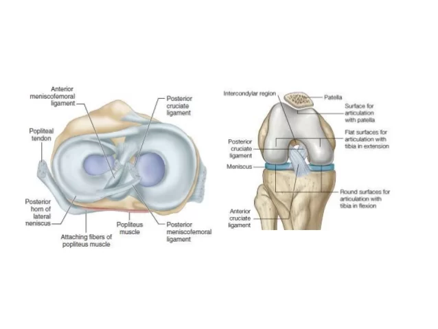 Ligament of Knee Joint