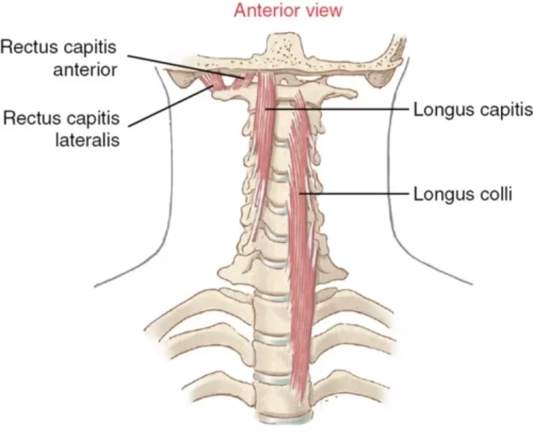 Longus Capitis Muscle