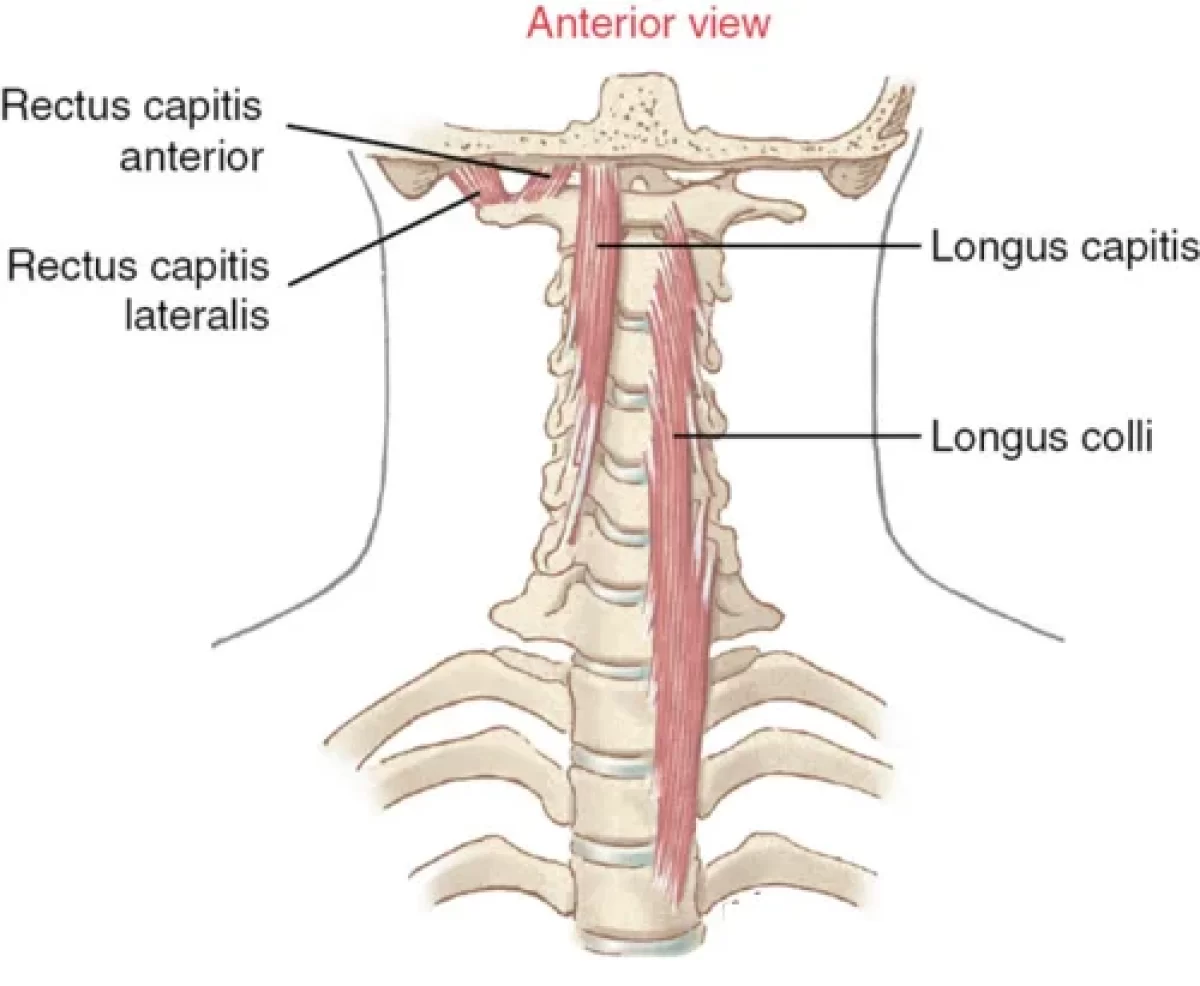 Longus Capitis Muscle Anatomy