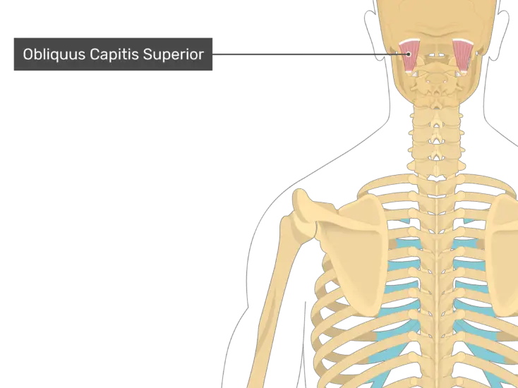 Obliquus Capitis Superior Muscle