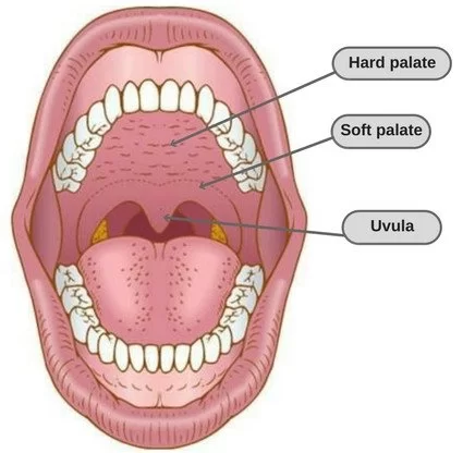 Palatine Uvula Muscle