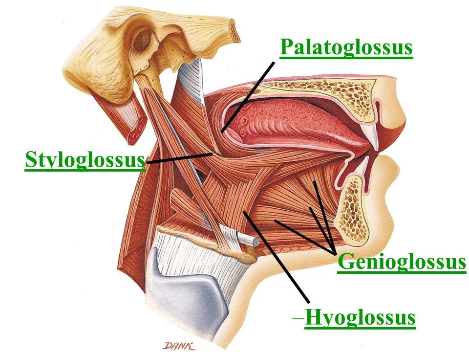 Palatoglossus muscle