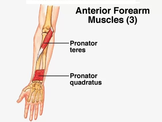 Pronator Quadratus Muscle