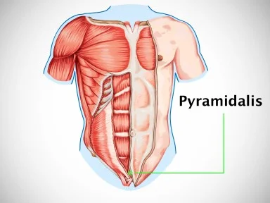 pyramidalis muscle workout