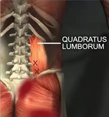 Quadratus Lumborum Muscle
