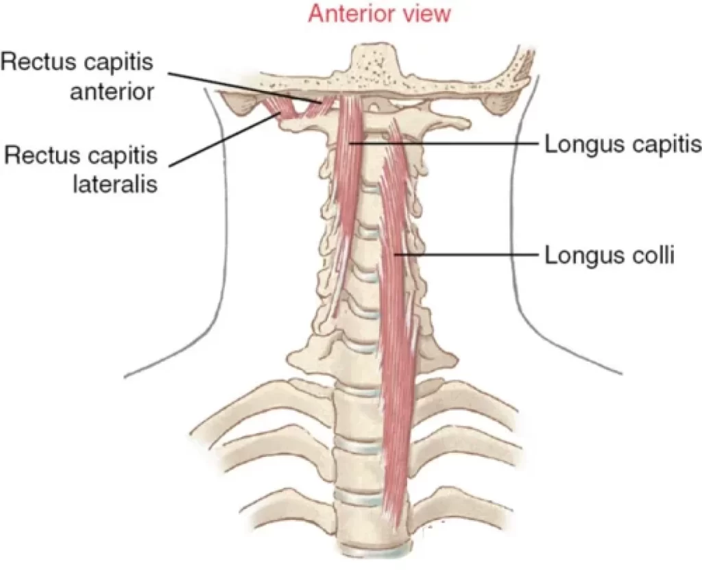 Rectus Capitis Anterior Muscle Details Archives Samarpan Physiotherapy Clinic Ahmedabad 7510