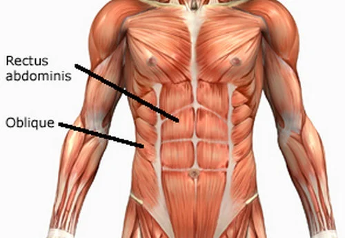 Rectus abdominis muscle