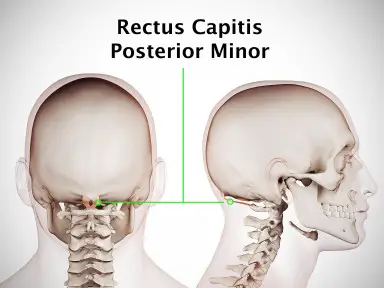 Rectus capitis posterior minor muscle