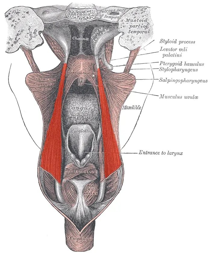 Salpingopharyngeus Muscle