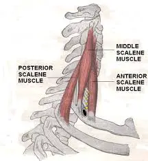 Scalane Medius Muscle