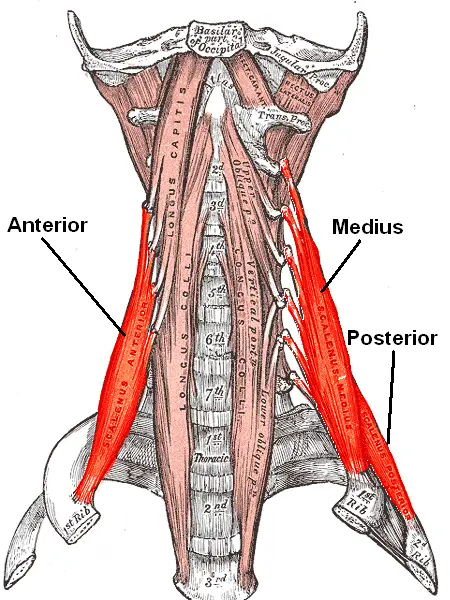 Scalene Anterior Muscle