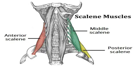 Scalene Muscles