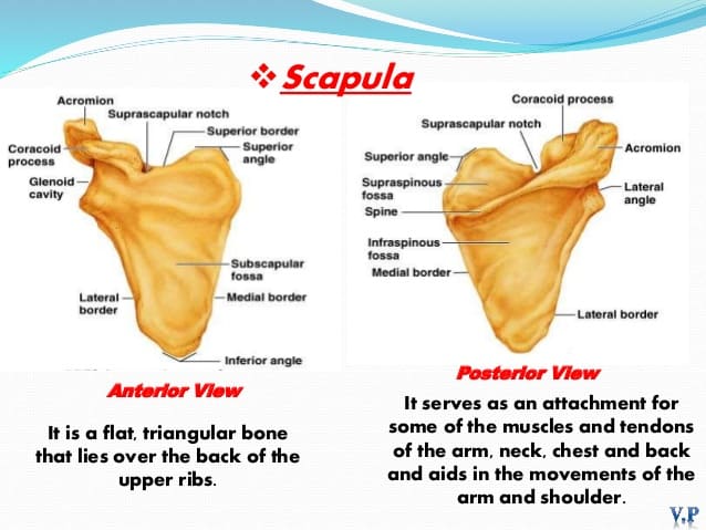 Scapula