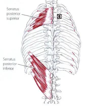 Serratus Posterior Superior Muscle