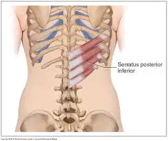 Serratus Posterior Inferior Muscle