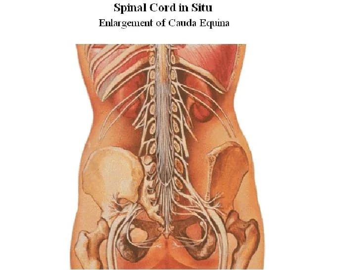 Spinal Cord Anatomy