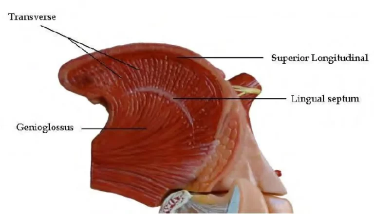Superior longitudinal muscle of tongue