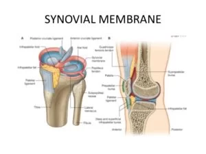 Synovial Membrane Knee Joint