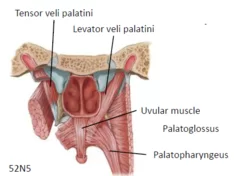 Tensor Veli Palatini Muscle