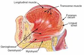 Transverse Muscle of the Tongue (Transverse Lingual Muscle)