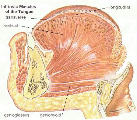 Vertical muscle of the tongue