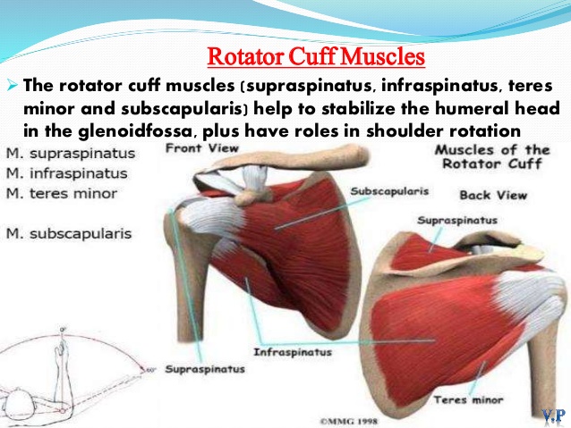 Shoulder joint - Samarpan Physiotherapy Clinic Ahmedabad