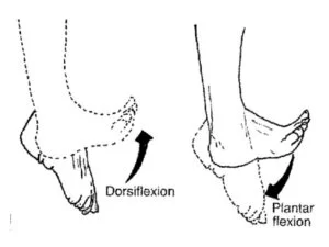 dorsi flexion and planter flexion