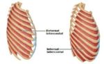 External intercostal muscles - Mobility Physiotherapy Clinic