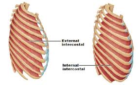 External intercostal muscles