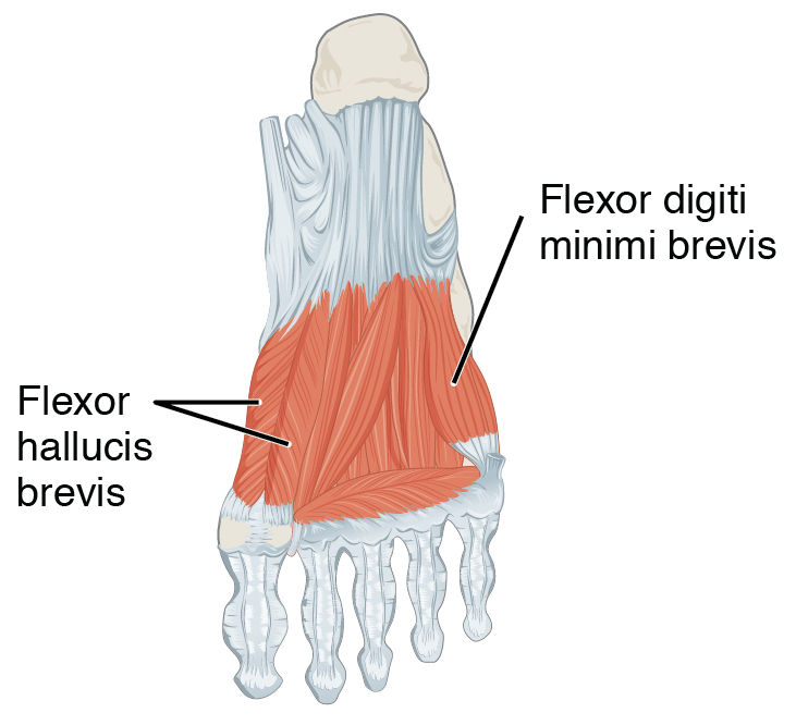 Flexor Digiti Minimi Brevis Muscle