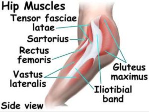 Hip Joint - Mobility Physiotherapy Clinic