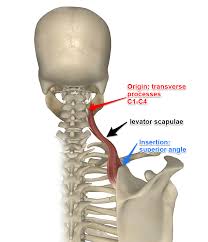 Levator Scapulae Muscle