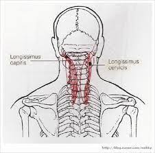 Longissimus capitis muscle: